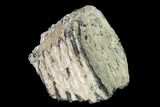 Partial Southern Mammoth Molar - Hungary #149877-3